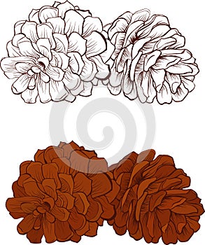 Pinecone Vector illustration isolated photo