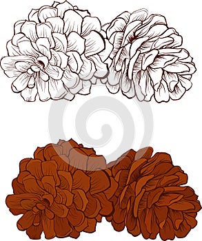 Pinecone Vector illustration isolated