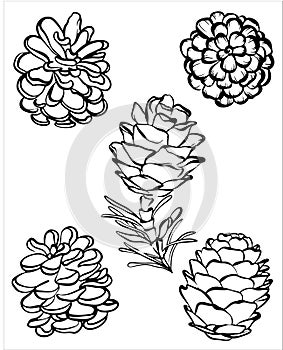 Pinecone whimsical vector illustration on isolated background