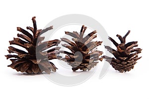 Pinecone on white background