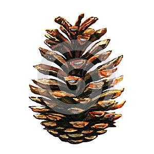 Pinecone on white background photo