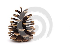 Pinecone on a White Background
