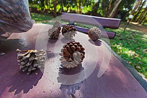 Pinecone on wood table