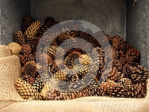 Pinecones