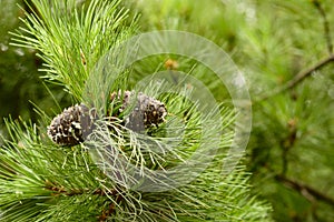 Pinecones