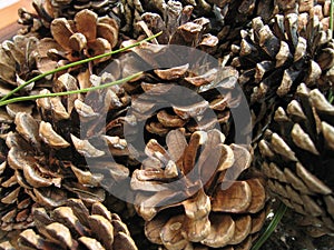 Pinecones