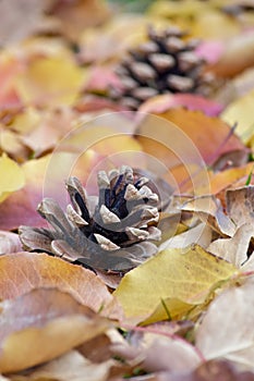 Pinecones in beautiful Autumn leaves
