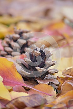 Pinecones in beautiful Autumn leaves