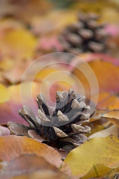 Pinecones in beautiful Autumn leaves