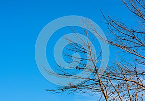 Pinecones on Blue