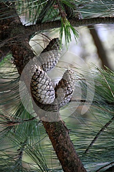 Pinecones on branch photo