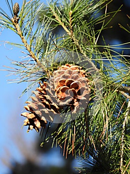 Pinecones on evergreen tree against blue sky