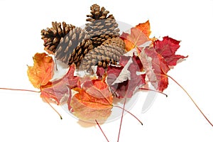 Pinecones and Fall Maple Leaves