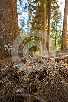 Pinecones on forest floor near tree photo