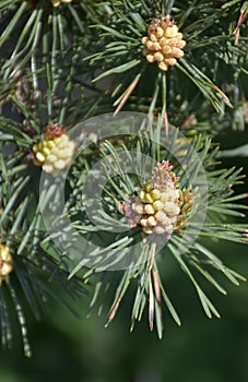 Pinecones Growing on a Pine Tree in the Springtime
