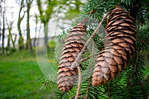 Pinecones Hanging From a Fallen Pine Tree