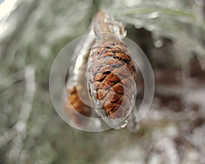 Pinecones in Ice