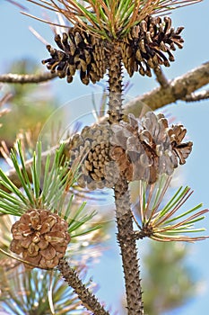 Pinecones on a Pine Tree