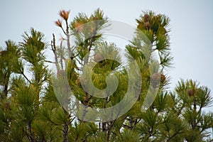 The pinecones on the pinus sibirica. Yamal