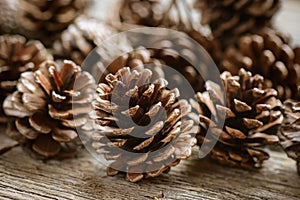 Pinecones