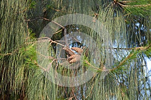 Pinecones sugar pine