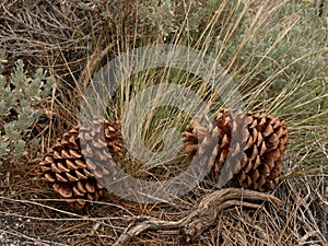 Pinecones