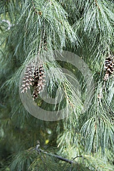 Pinecones on a weeping white pine tree