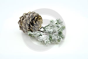 Pinecone with snowy fir branch