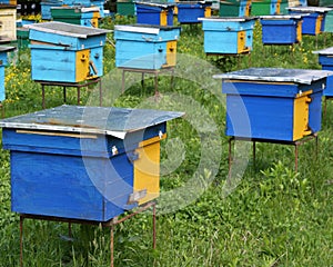 Pined bright wooden bee hives