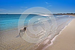 Pinedo dogs beach in Valencia at Mediterranean