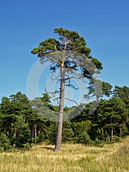 Pinee tree in Karosta forest , Liepaja, Latvia