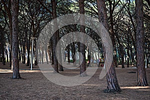 The pineforest of Marina di Cecina, a city located on the seaside of Tuscany, in the province of Livorno photo