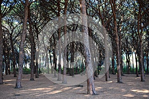 The pineforest of Marina di Cecina, a city located on the seaside of Tuscany, in the province of Livorno