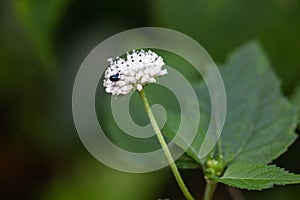 Pineland squarestem, Melanthera nivea