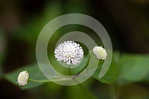 Pineland squarestem, Melanthera nivea