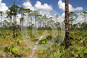Pinelands in Jonathan Dickinson State Park