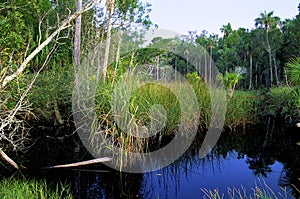 Pinelands Swamp in Lower Suwannee   60112