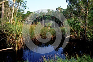 Pinelands Swamp in Lower Suwannee   60113