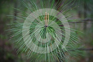 `piner` long leaf pine tree close up photo with budding pine cones