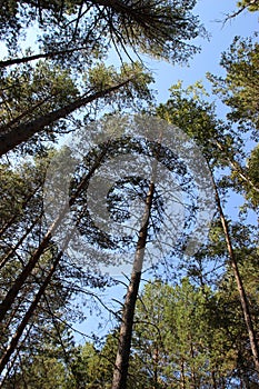 Pinery forest landscape, through pine needles on the ground peep