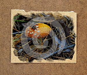 pinery forest landscape, through pine needles on the ground peep