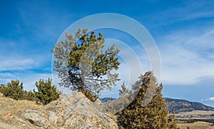 Pines Above Wyoming Wilderness Landscape
