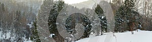 Pines on a background of mountain slopes. Backlight. Altai mount