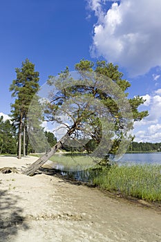 Pines on the beach, Vuokatti Sotkamo Finland