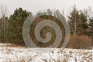 Pines, birches and other trees in winter. Gloomy winter day. Nature background