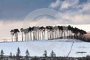 Pines on the Braes of Abernethy in the Cairngorms National Park of Scotland.