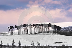 Pines on the Braes of Abernethy in the Cairngorms National Park of Scotland.