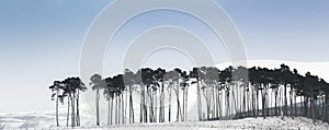 Pines on the Braes of Abernethy in the Cairngorms National Park of Scotland.