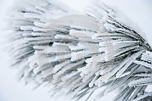 Pines of a branch of a Limber pine tree covered in Snow and Ice