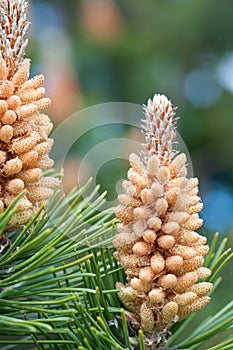 Pines cones